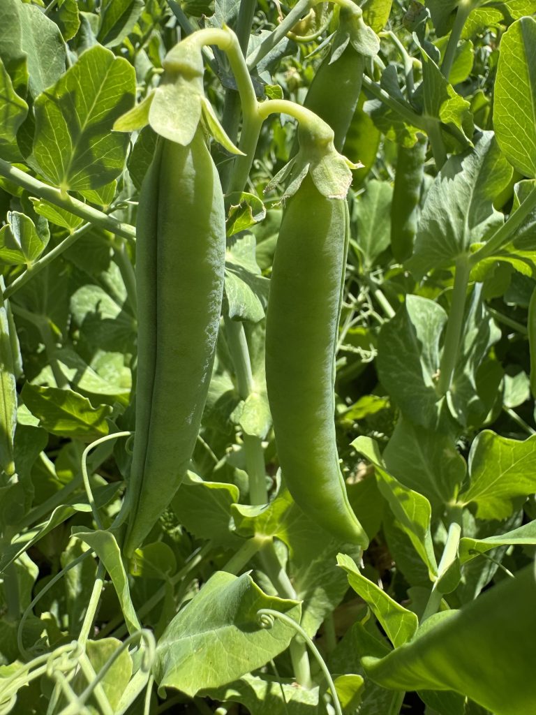 Greenfeast