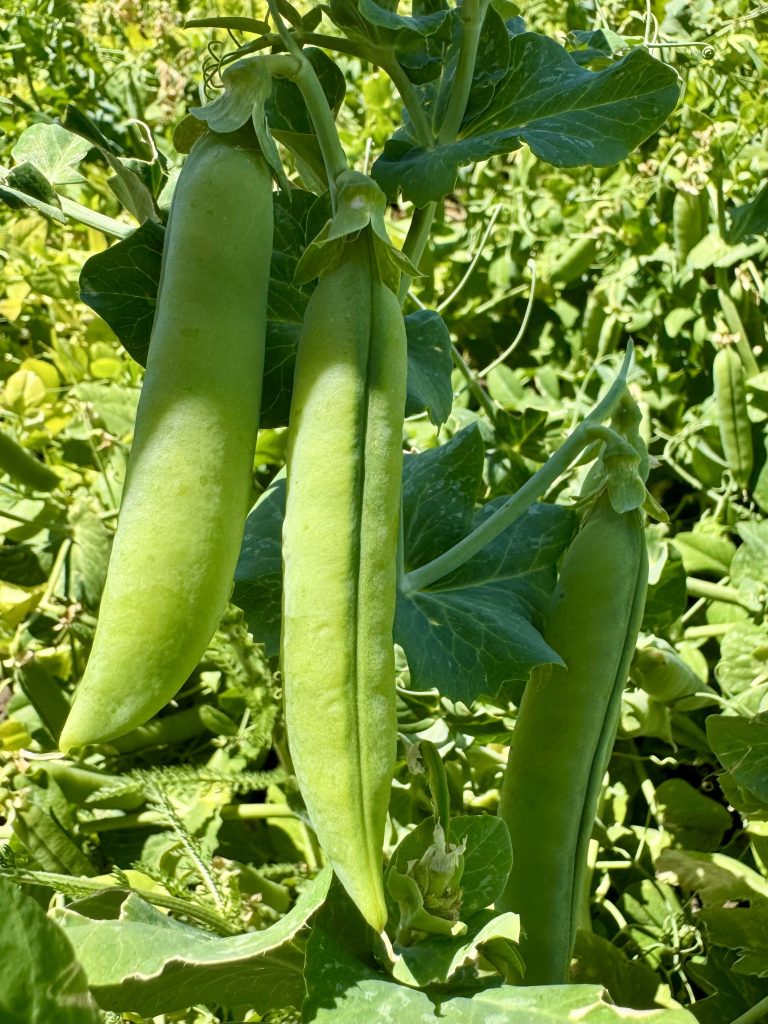 Green Cross